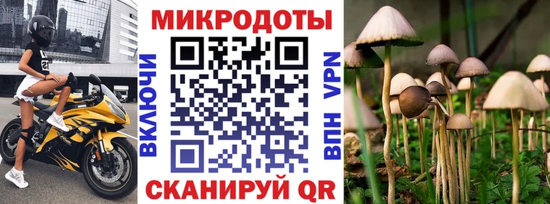 наркотики  Урус-Мартан  Псилоцибиновые грибы Cubensis 
